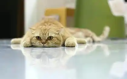 Тіред.