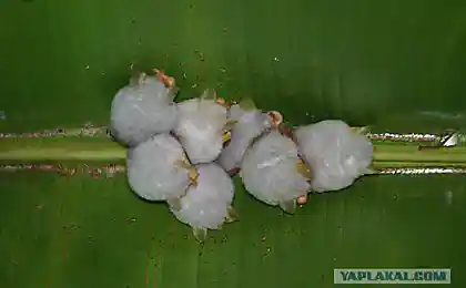 Ушастая плесень