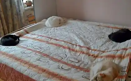 По Фэн-шую ....))))