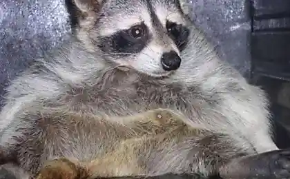 Ку, пля )))