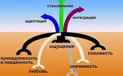 戈登Neufeld附件的水平