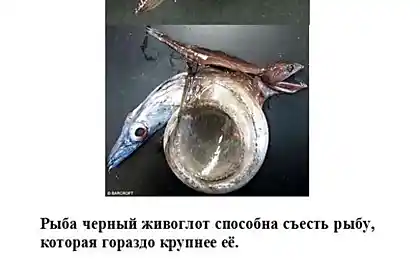 Цікаві факти