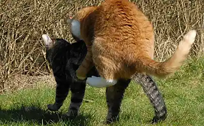 кошачьи разборки
