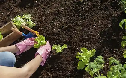 Calendario de siembra para los jardineros y огородников