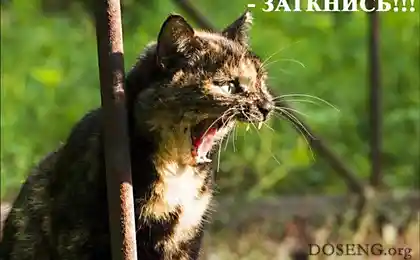 Начальникам, боссам, шефам, руководителям посвящается:) (5 фото)