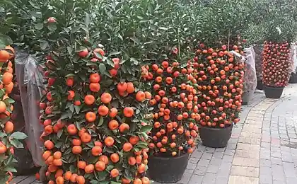 Мандарини не можна їсти.