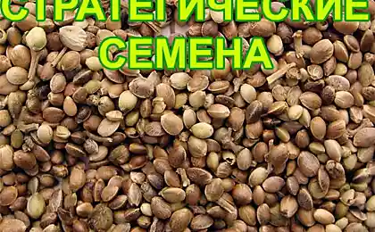 Стратегические семена обнаружены!