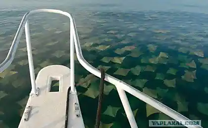 Скатово море