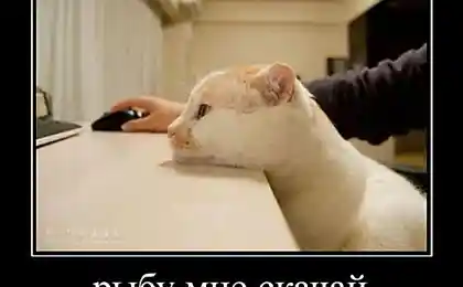 Рыбу мне скачай.
