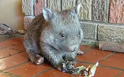 Young Australian animals (29 photos)