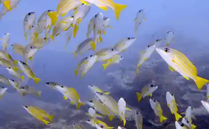 Ресторан Ithaa Undersea (29 фото)