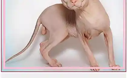 Кошка Маня
