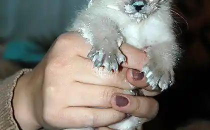 Милашка котик