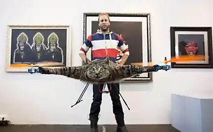 Голландський Flying Kote (5 фото)
