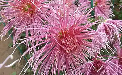 Chrysanthemum Kiko – королева осіннього кулі 2014