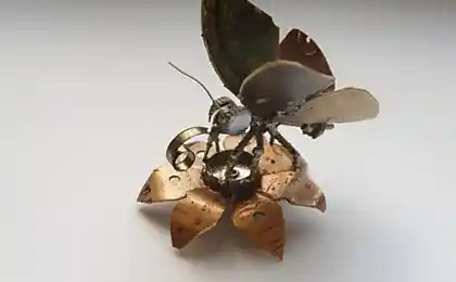 Insects hours