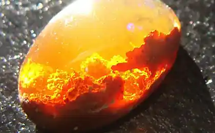 2 Opals, які зачаровують Інтернет