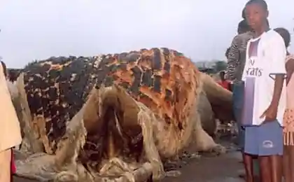 Неизвестное существо нашли на берегу Гвинеи