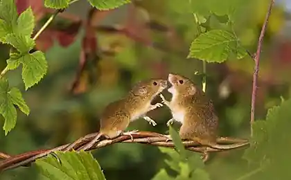 Самцы мышей поют для самок