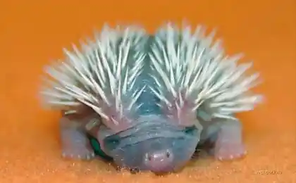 Hedgehogs (10 фото)