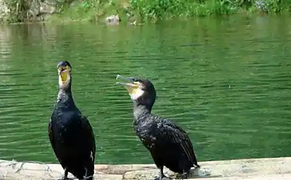 Риболовля без кісточок