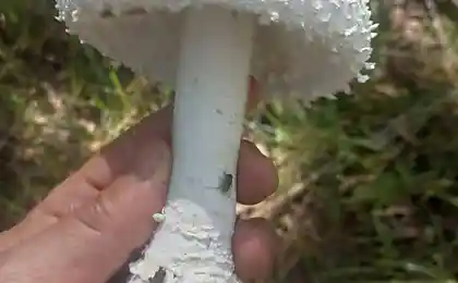 Аманита пирамидифера и Amanita muscaria