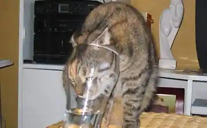 Cats annealed