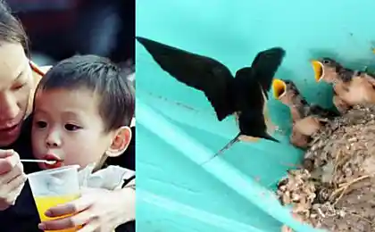 Что делает человек и как это делают животные
