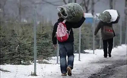 Різдвяні дерева з Меленського господарства біля Берліна