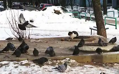 Кіт приниження птахів