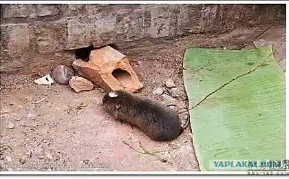 Утренний азиаткий рынок.