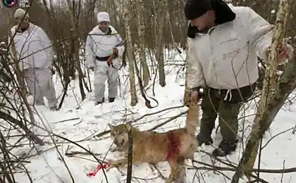 Чернобыльские волки