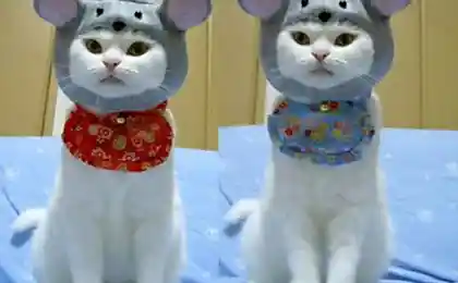 Маскарад для кошек