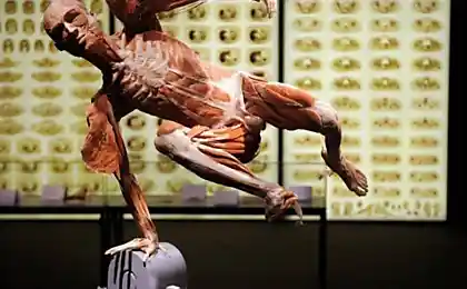 Body Worlds (10 фотографий)