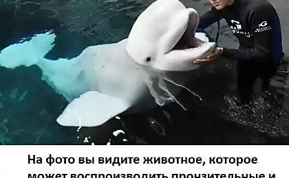 Це просто дельфін.