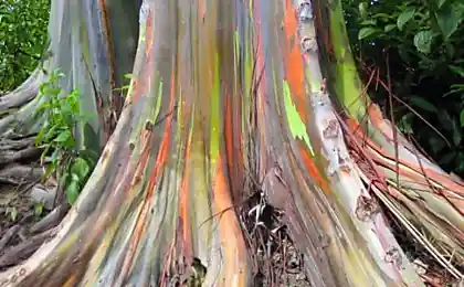 Rainbow Eucalyptus (Радужный Эвкалипт)