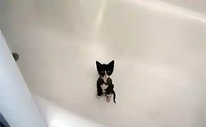 Котенок в ванной