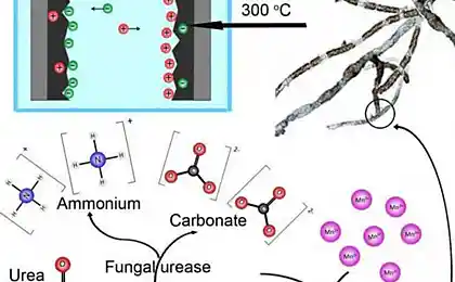 Новые биотехнологические батарейки из хлебной плесени