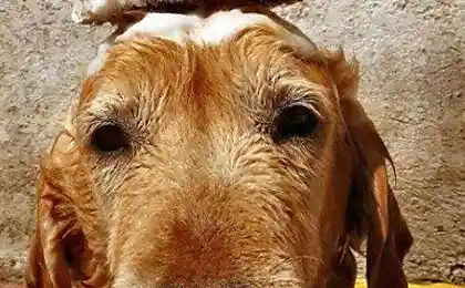 Животные в ванной :))