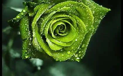 `Lilyas (Lily)