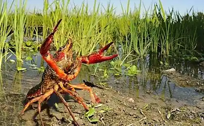 Як заробити гроші в кризі в сільській місцевості - особистий досвід