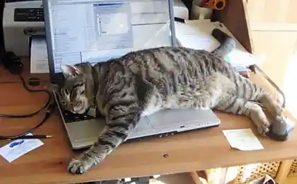 Какие они прикольные