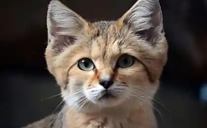 Попередня стаття Cats Who Look Подібно Kittens Всі Їх Життя