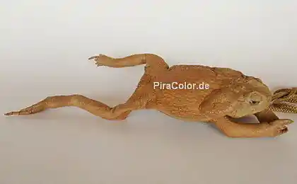 Crocodiles з моди в ці дні.