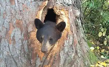 Зачем же ты туда залез?