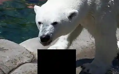И что же у медведя на обед?