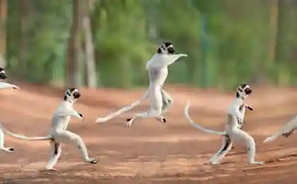 Lemurs йти на вечірка