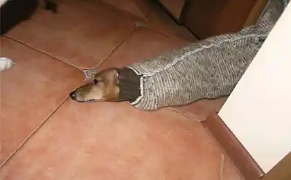Що приховує шафу (4 фото)
