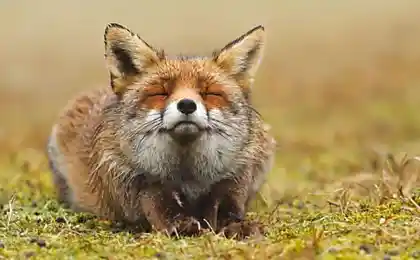 Лисы .  Roeselien Raimond