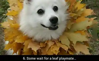 10 Dogs Freaking Out About Autumn Leaves